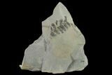 Pennsylvanian Fossil Fern (Neuropteris?) Plate - Kentucky #137730-3